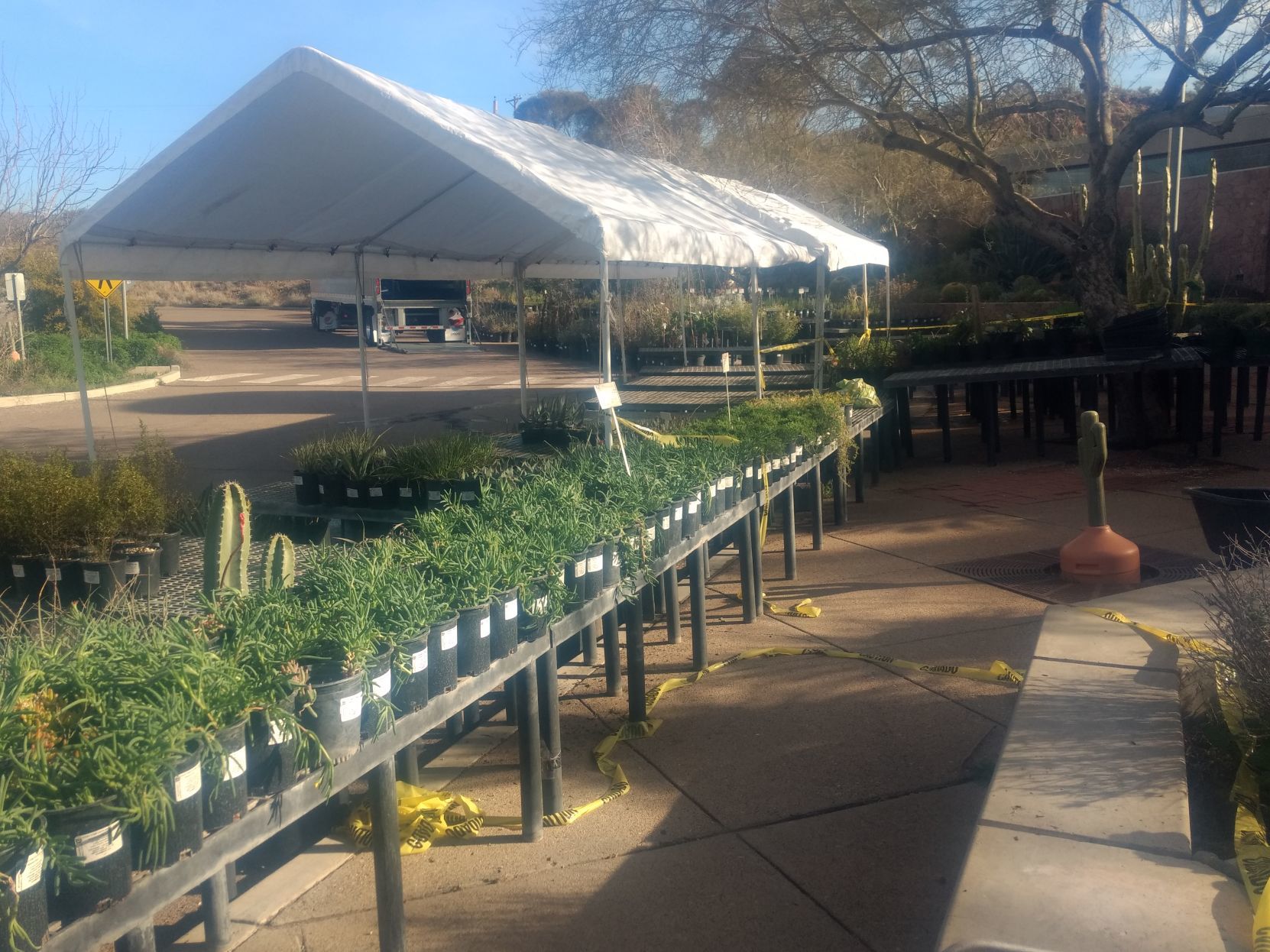 Boyce Thompson plants
